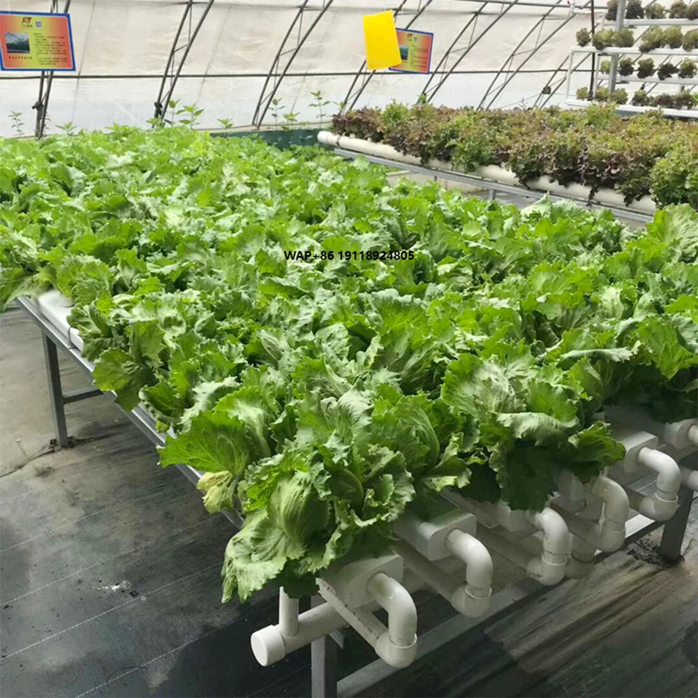 Nutrient membrane technology NFT hydroponics Plant stand NFT hydroponics system for strawberries and lettuce