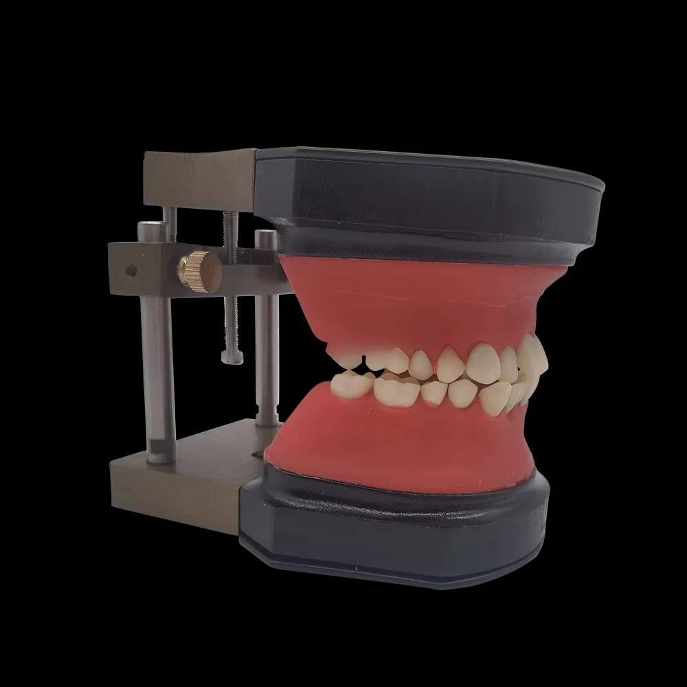 

YTYIN Orthodontic Typodont Model Professional Teeth Demonstration Kit With Adjustable Arch For Teaching And Studying