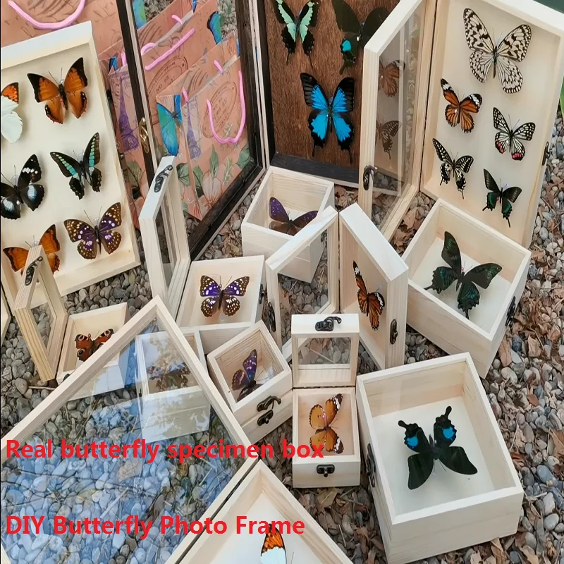 Butterfly specimen real butterfly photography props specimen box solid wood specimen box gift teaching supplies  home decore