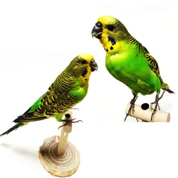 RealParrot Specimen Stuffing Melopsittacus Budgerigar Budgie Home Decoration Special Gifts