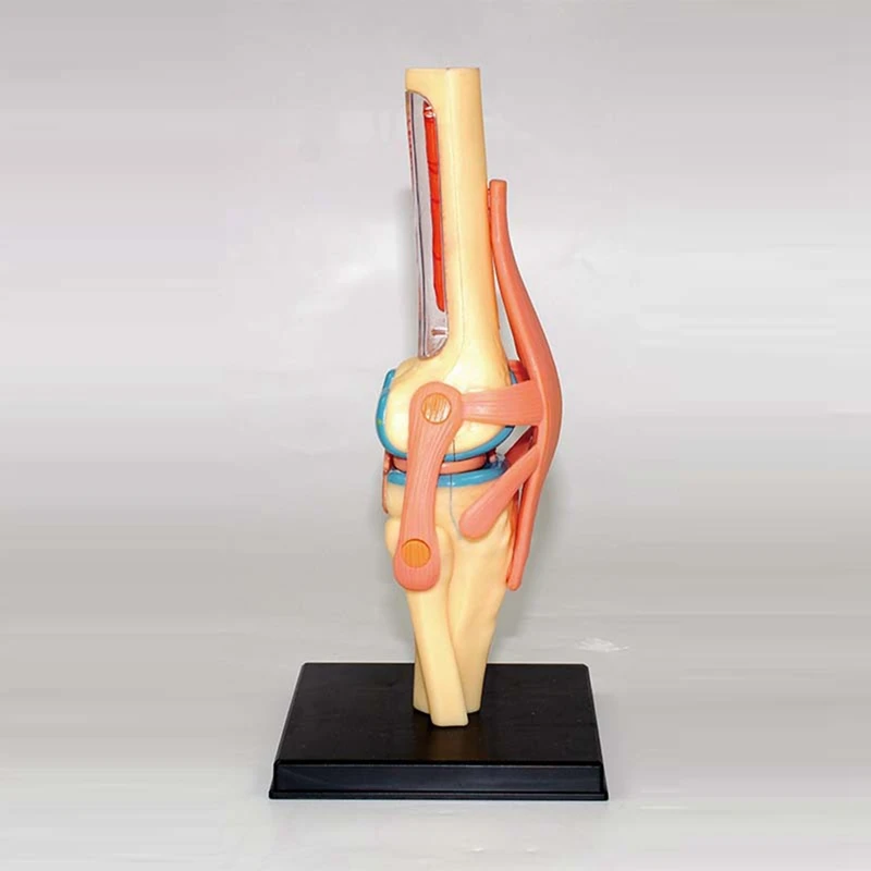 Torso Human Body Model Education Knee Joint Organs Model For Student Teaching Study Assembling Model