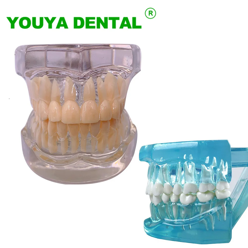 Dental Teaching Model Standard Teeth Model Typodont Jaw Model Dentist Demonstration Tool For Practice Study Training Dentistry