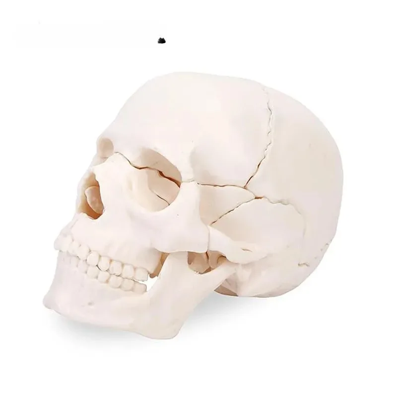 Anatomy 15 Parts 4D Disassembled White Mini Skull Anatomical  Model Human Detachable Skull Puzzle Medical Teaching Tool