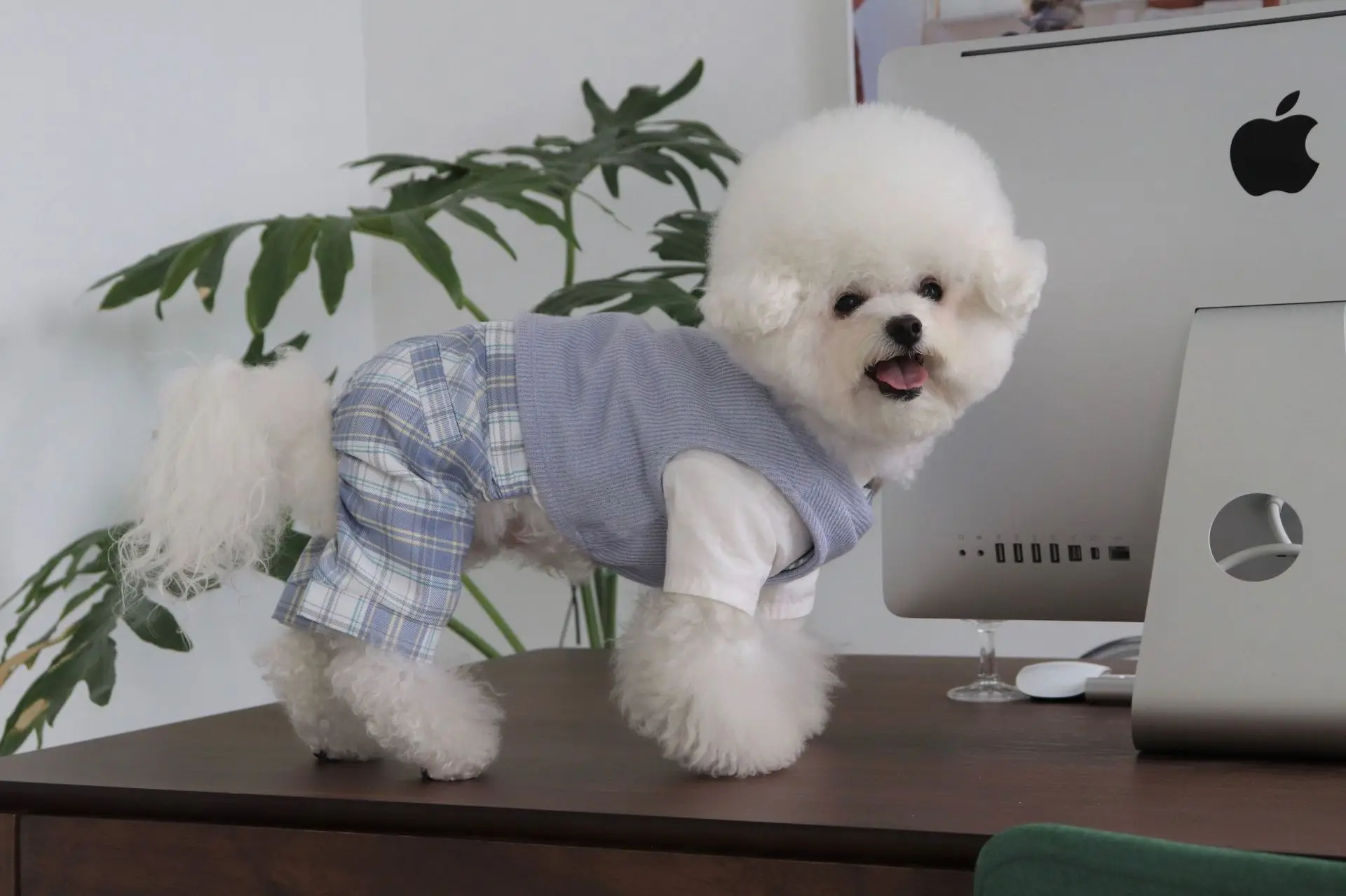 INS New Campus Pet Uniform Jk Suit Dog Jumpsuit Maltese Dog Bichon Pomeranian Plaid Pants Kawaii Clothes Dog Clothes Designer