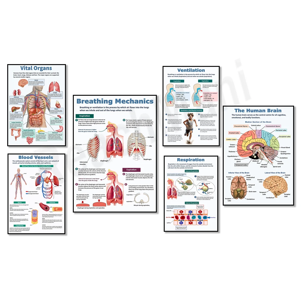 

Human biology, blood vessels, cardiovascular system, human circulatory system, vital organs, respiratory system, anatomy poster