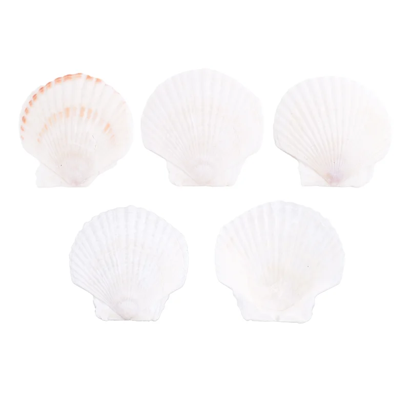 

25 шт., натуральная ракушка гребешка, специально для ручной работы, творческое производство, ручная работа, сделай сам, креативная ракушка-раскраска
