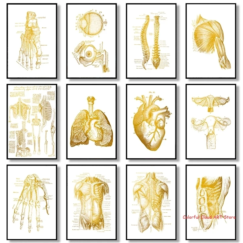 Gold Heart Anatomy Skeleton Canvas Painting Muscle Foot Bone Wall Art Poster Print Nordic Style Pictures for Doctor Office Decor