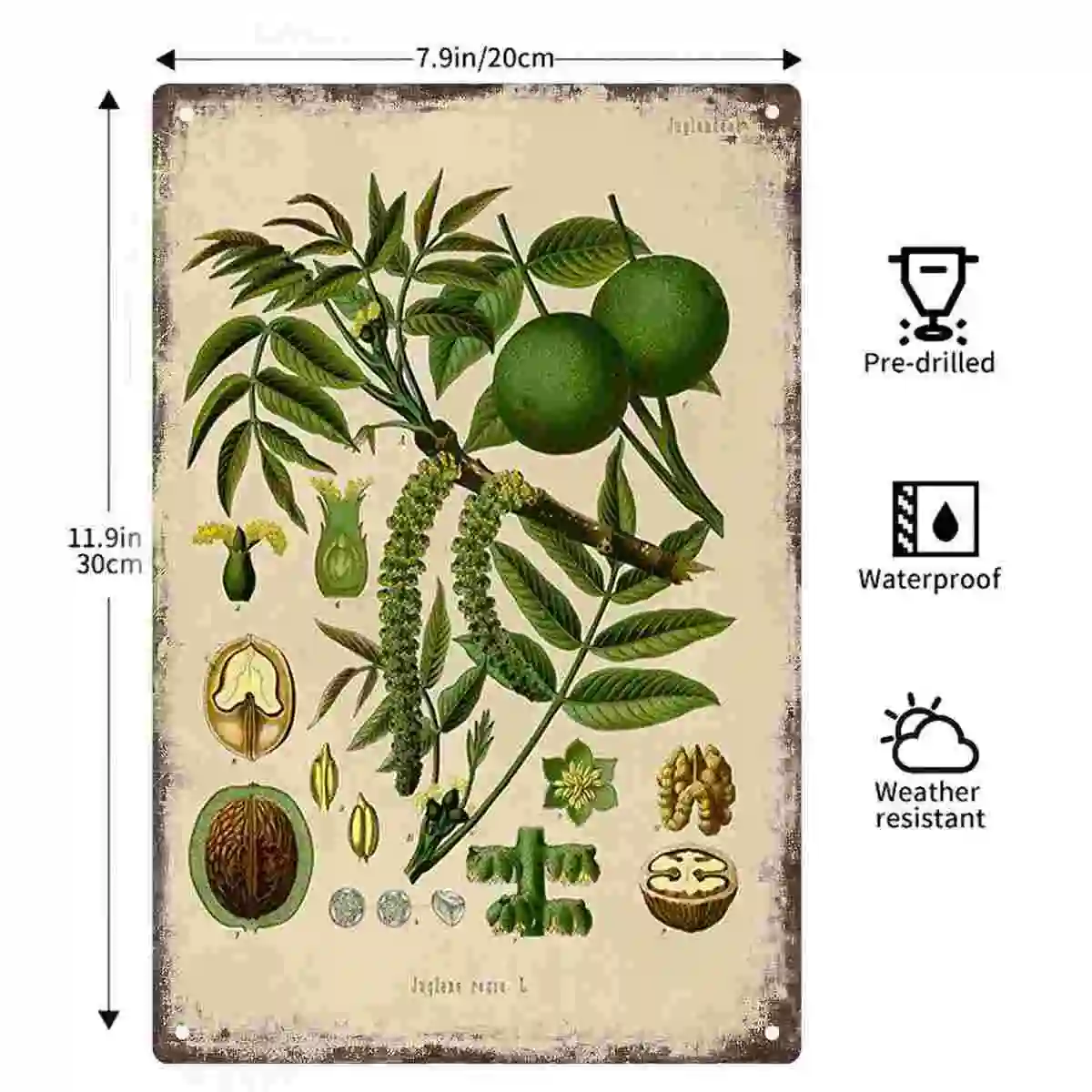 2D FLAT 1pc Vintage Juglans Regia Walnut Botanical Illustration Wall Art Decoration for Home Cafe Garage Bedroom And Garden