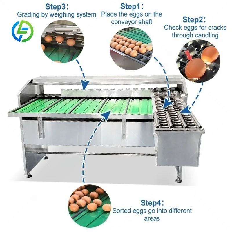 FL Customized Weigh‑type Egg Sorting Machine Automatic Egg Grading Machine Egg Weight Separator for Layer Farm Poultry Equipment