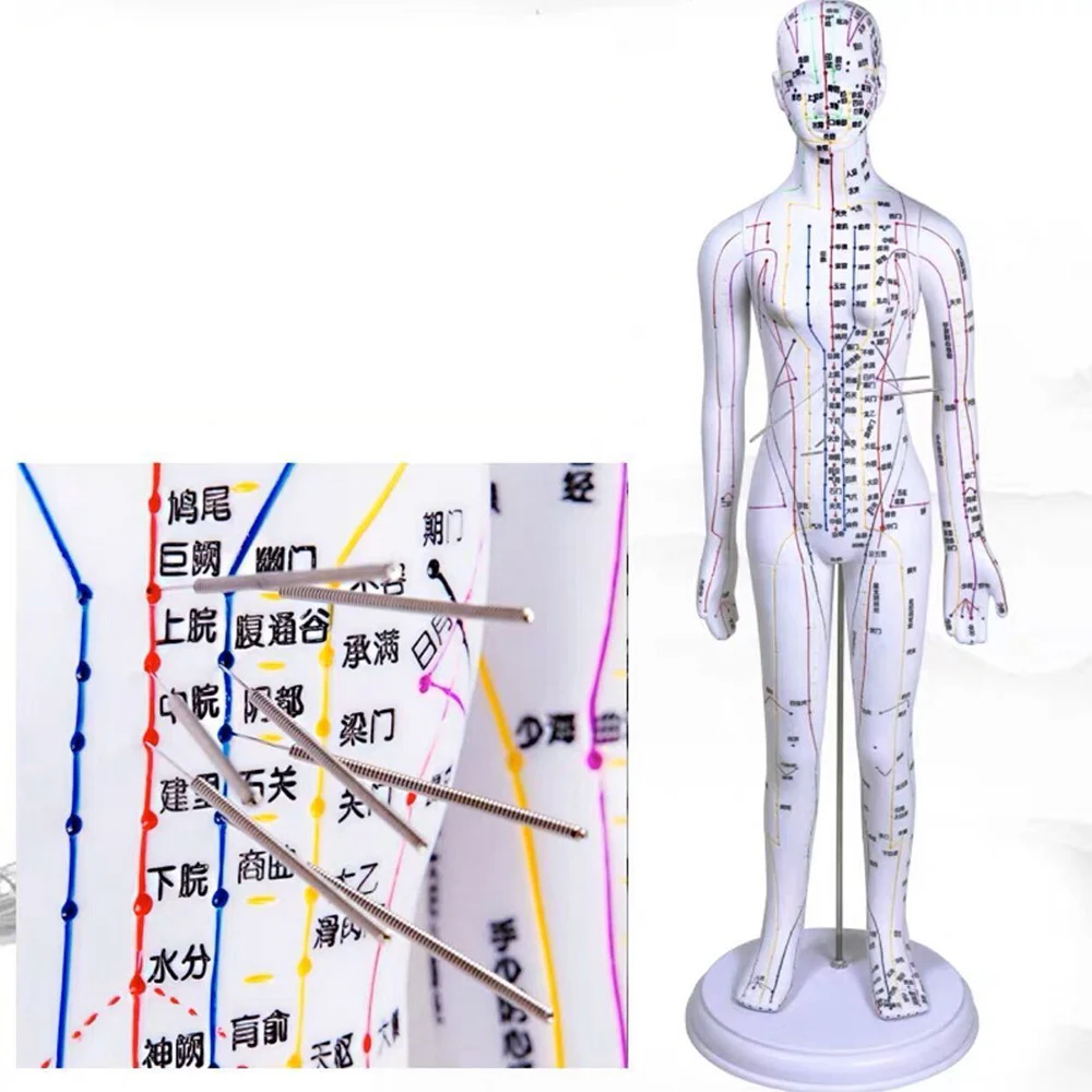 남녀공용 의료 교육기구, 흰색 구리 자오선 모델, 인체 침술 포인트, 남녀공용 교육 바디 모델, 52cm