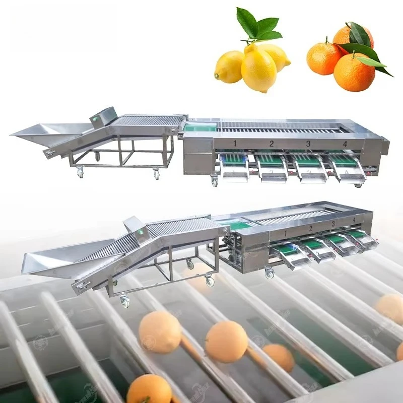 Industrial Avocado Orange Automatic Roller Sizer Fruit Vegetable Grading Equipment Lemon Avocado Sorting Machine view 3