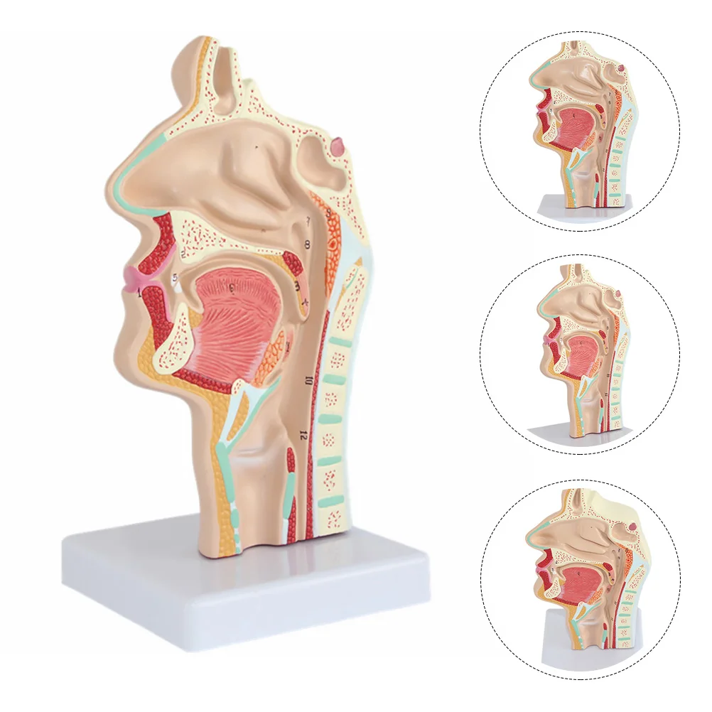 Cavità nasale umana Strumento modello di gola del naso orale Forniture educative scientifiche Medici Ornamenti per ufficio Anatomico colorato