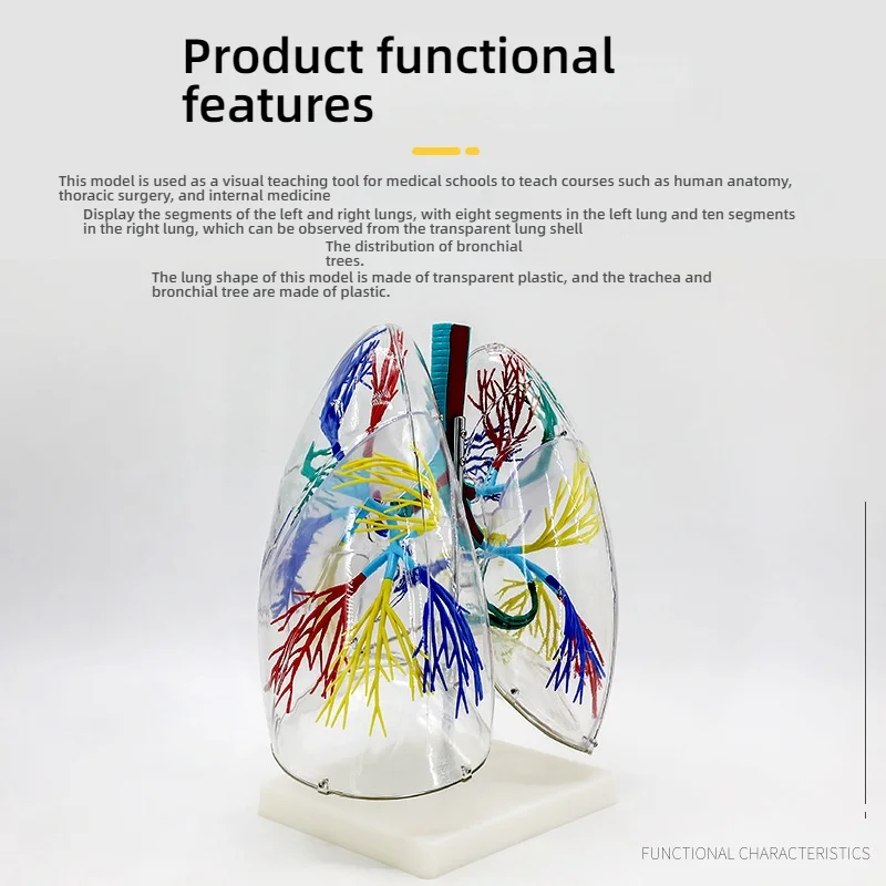 

unique Transparent PVC Lung Anatomy Manikin with Bronchial Tree Structure Left Right Lung Teaching Aid for Respiratory System Ed