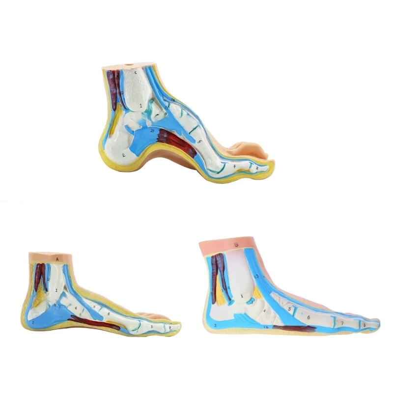 

Анатомическая модель стопы нормального/плоского/высокого свода, анатомическая модель голеностопного сустава