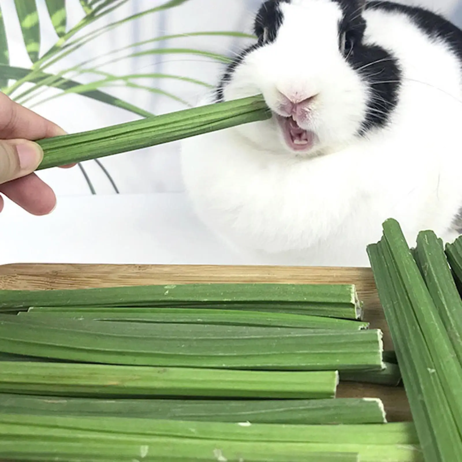 Papaya Stem Molar Zabawka do żucia dla piaskowców Szczurów s