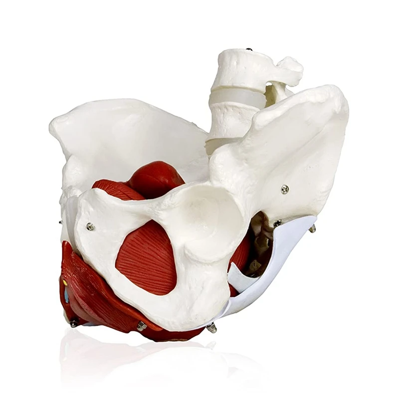 Female Pelvis With Organs Pelvic Floor Muscles And Reproductive Organs Include Uterus, Colon And Bladder