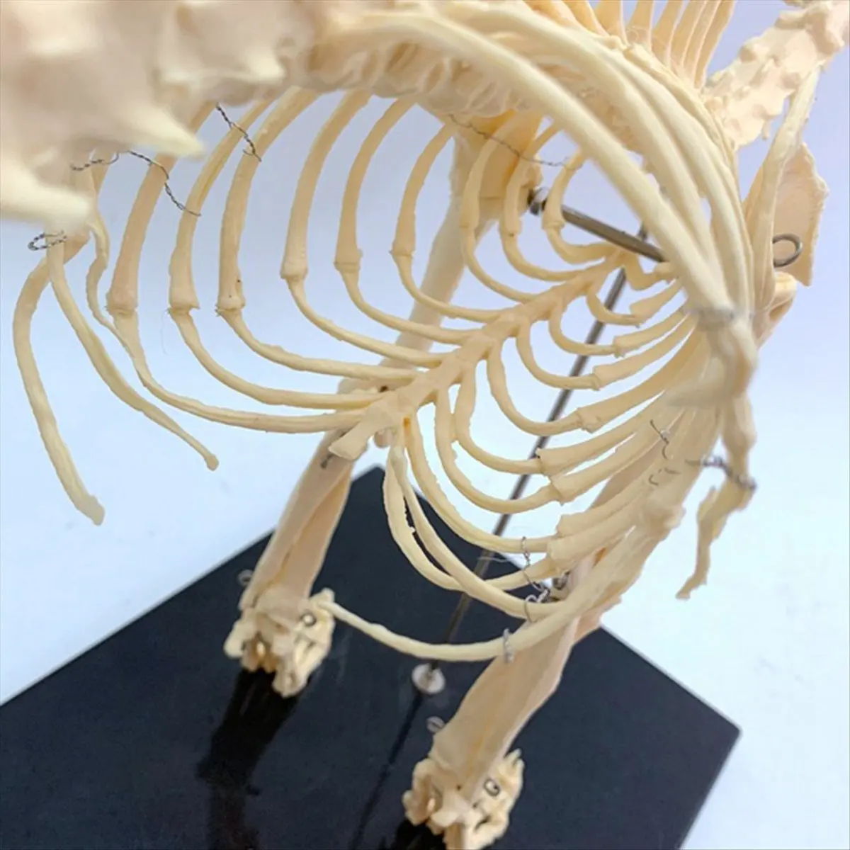 -_- Dog Skeleton Model Dog Anatomy Animal Teaching Model Laboratory Veterinary Teaching Demonstration Tool