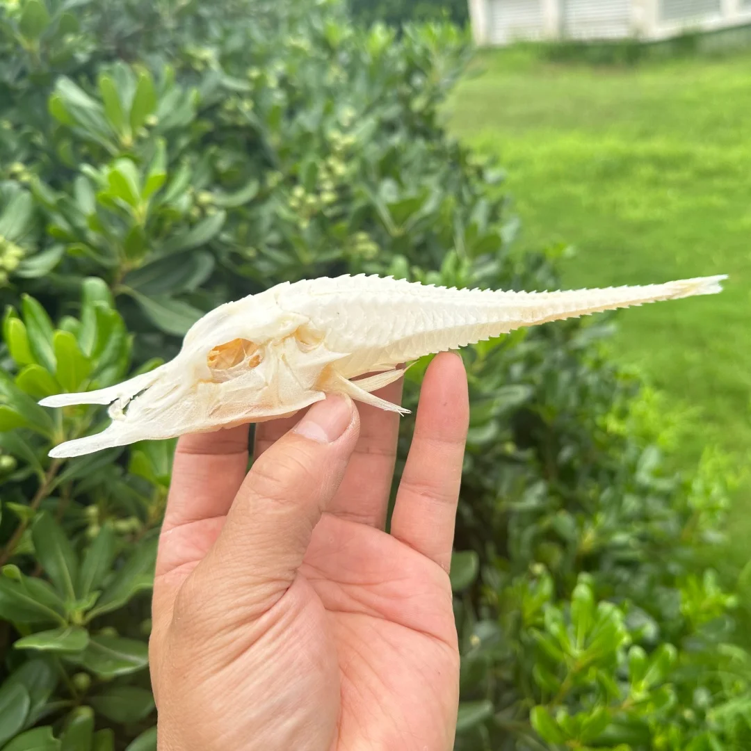 Natural Sea Dragon Dried Fish Head Skeleton Specimen, Marine Fish Skull Skeleton Ornament, Retro Curiosity Collection Decoration