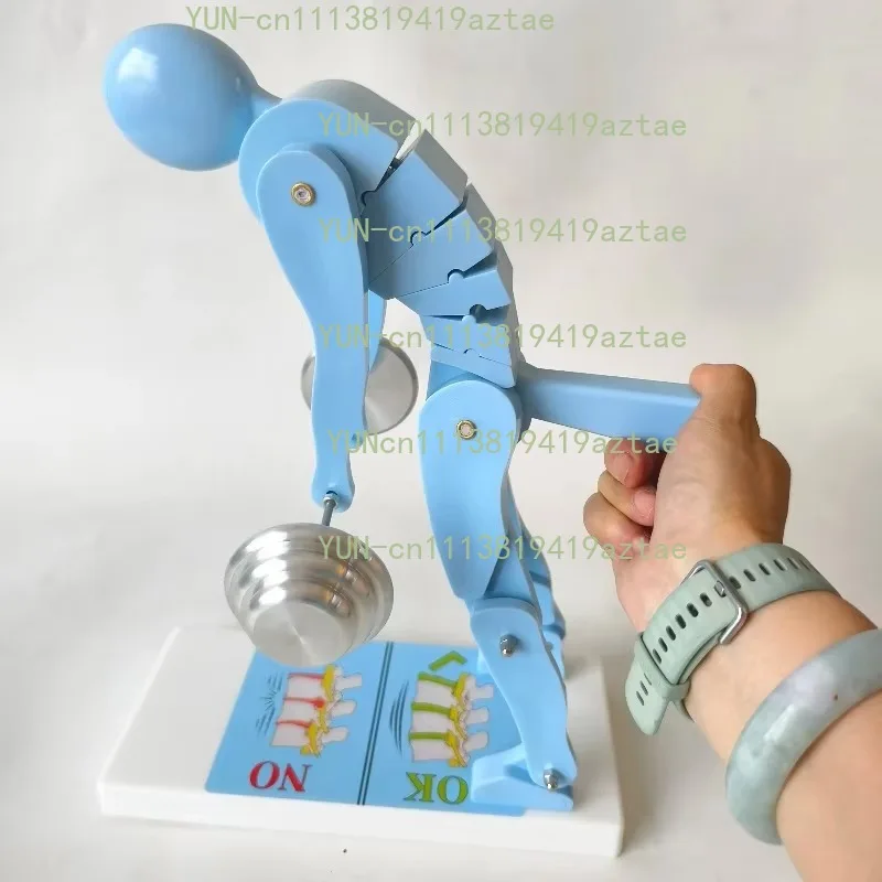 Blue Human Spine Force Demonstration Model Fitness Posture Correction Lumbar Protection Teaching Display Model