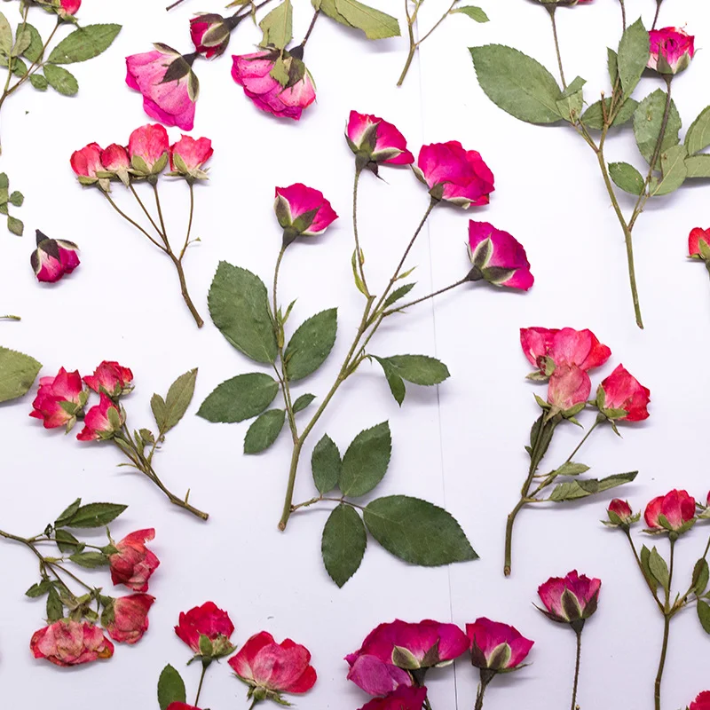 

100Pcs Rose Resin-Dried Flowers for DIY Phone Cases, Real Pressed Flowers, Educational Plant Specimens for Children, Materials