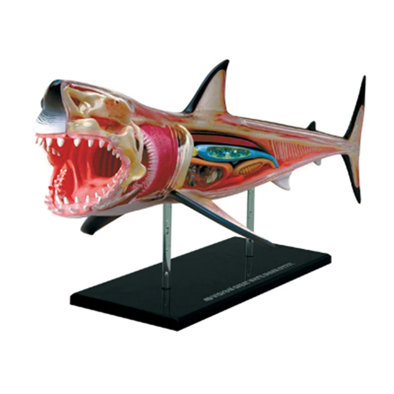 Animal Organ Anatomy Model 4D Shark Intelligence Assembling Toy Teaching Anatomy Model DIY Popular Science Appliances