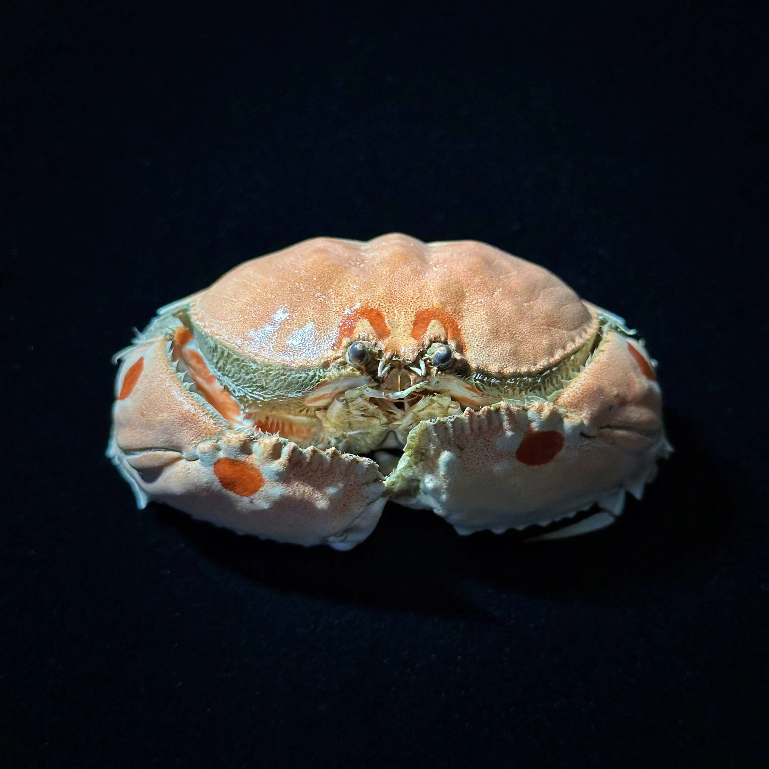 calanna nhilagus bread crab crab specimen photo frame finished real crab production collection birthday gift