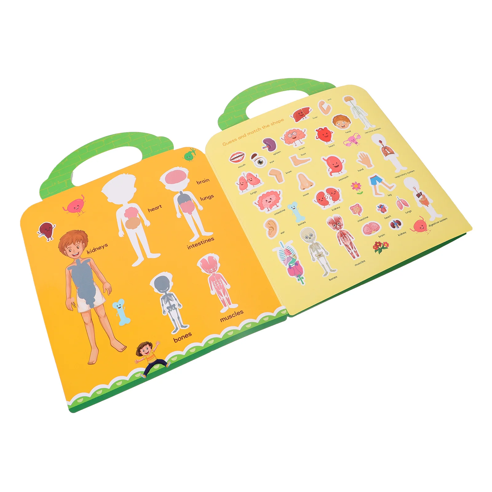 1 مجموعة المشهد ملصقات الأعضاء البشرية DIY بها بنفسك التعليمية الشارات الأعضاء الإدراك جدار ملصقات فنية جدار زخرفة #4