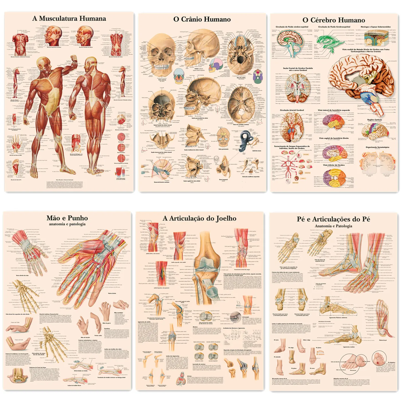 Menschliche Muskulatur, Gehirn, Kniegelenke, Fußgelenke, Hand Handgelenk, Totenkopf-Poster, Drucke (Portugiesisch), Wandkunstaufkleber für die menschliche Anatomie