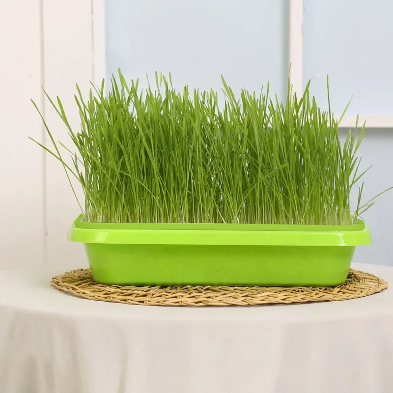 

Mint Planting Color Contrasting Hydroponic Catgrass Box Set Hydroponic Box Catgrass Basin