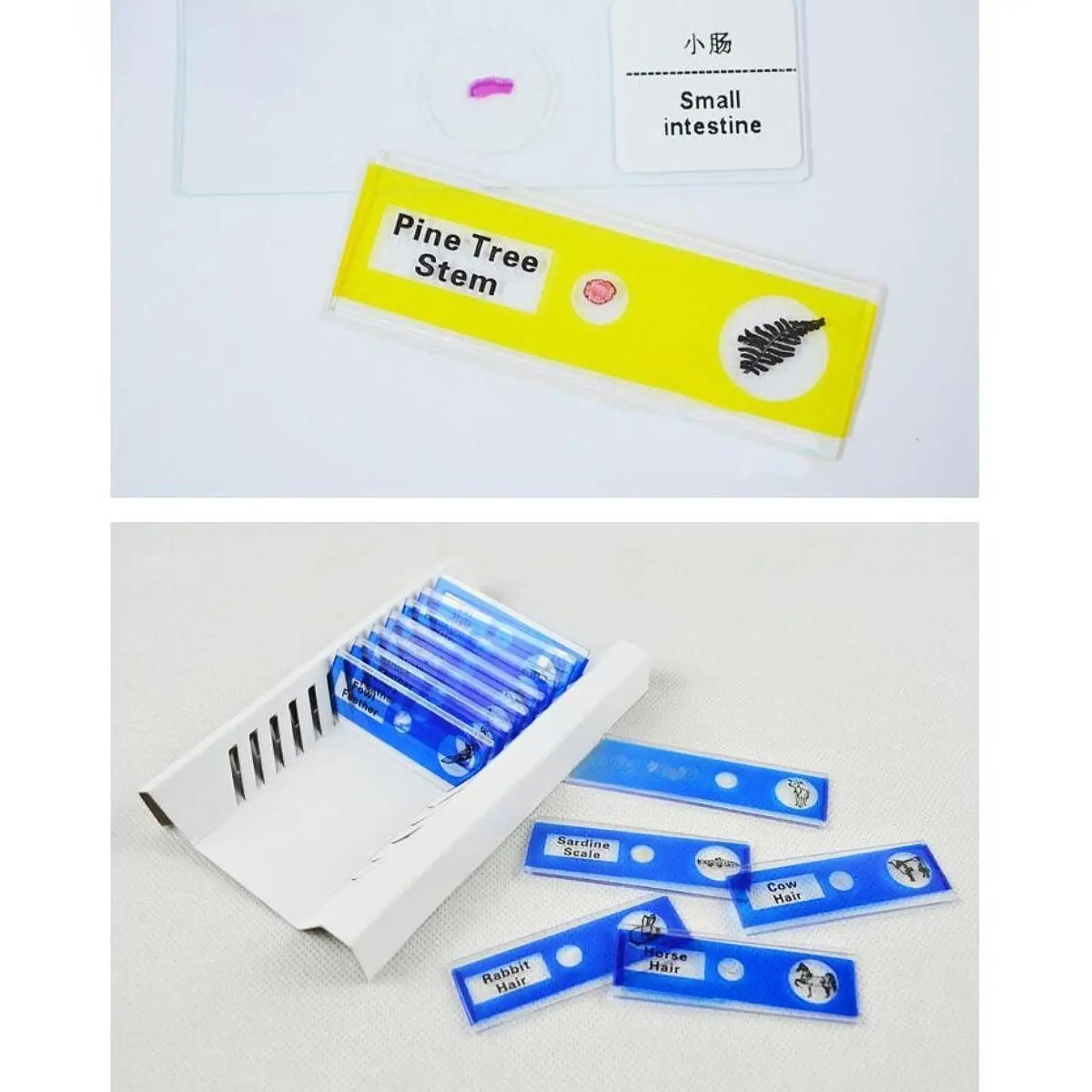 Kits científicos para crianças, lâminas de microbiologia preparadas, desenvolvimento de habilidades cognitivas, sala de aula, casa, aprendizagem precoce