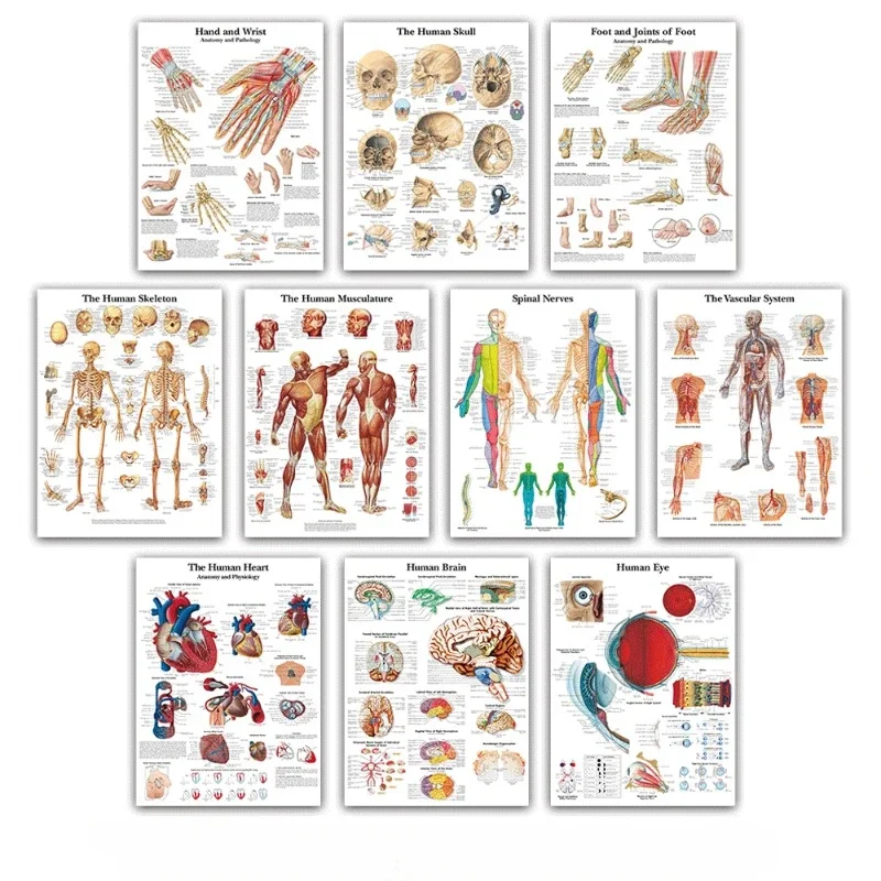 Menschliche Anatomie Körper Organ Knochen Bild HD Poster Leinwand Malerei Druck machen Deko Wandbild Home Room Wand kunst Dekoration Medical e