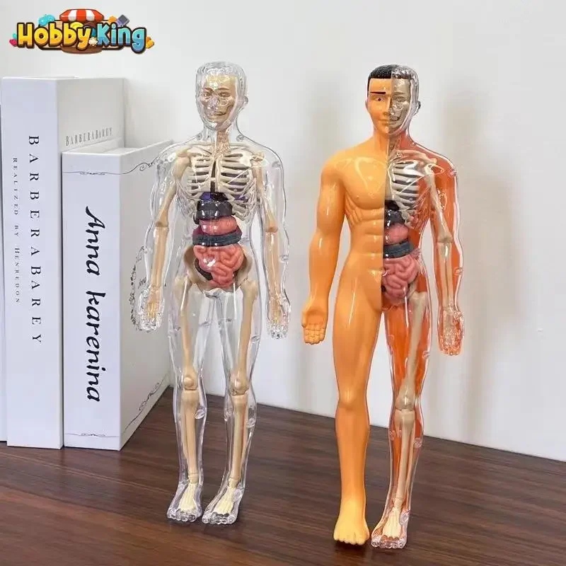 3D Human Body โครงกระดูกโครงกระดูกมนุษย์เด็ก DIY Anatomy Organ ของเล่นลําตัวปริศนาประกอบการศึกษารุ่นการสอน Aid