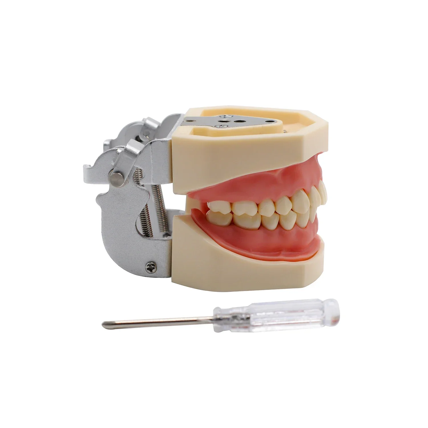 1set Dental Demonstration Standard Gum Teaching Model Teeth Removable Replacement