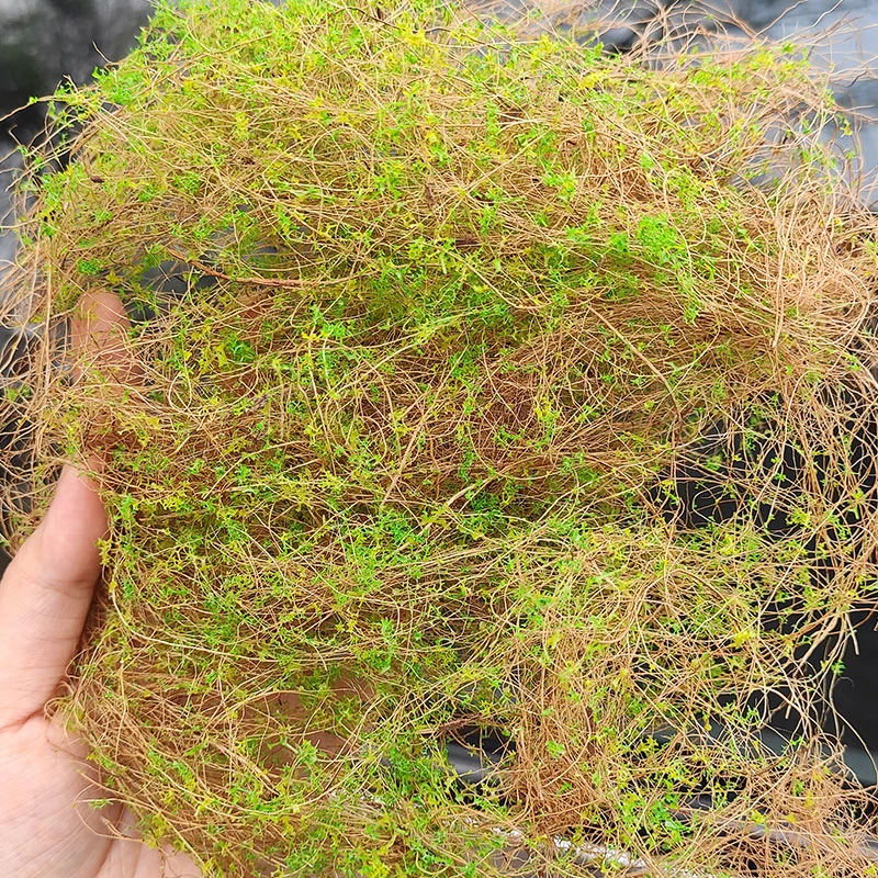 

FunTrying miniature model hay vine Early spring landscape shoot hay model sand table DIY military landscape material dey grass