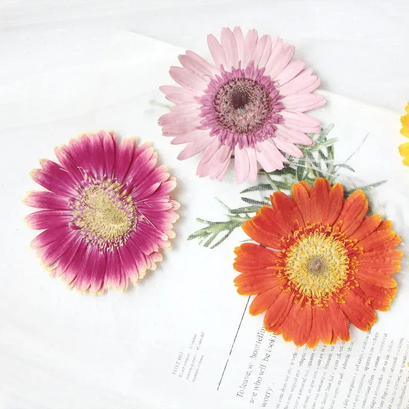 6-11cm/2 pces, natural pressionado gerbera flor cabeça, telefone diy caso aromaterapia vela prego realce fotografia pétala maquiagem