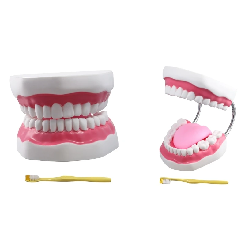 

J6PA Easy to Carry Human Teeth Models Can Be Used for a Long for Time Teaching Aids