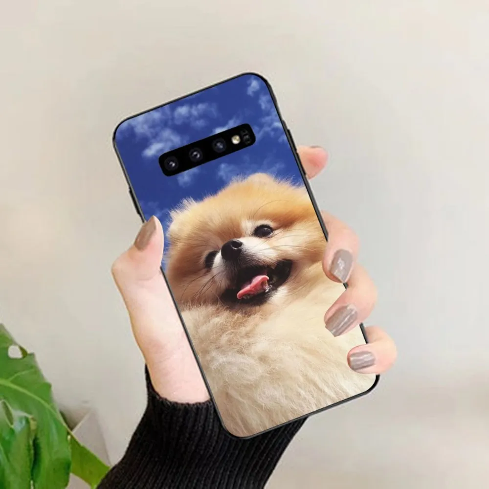 Cute Pomeranian Dogs Phone Case For Samsung S 9 10 20 21 22 23 30 23plus lite Ultra FE S10lite Fundas