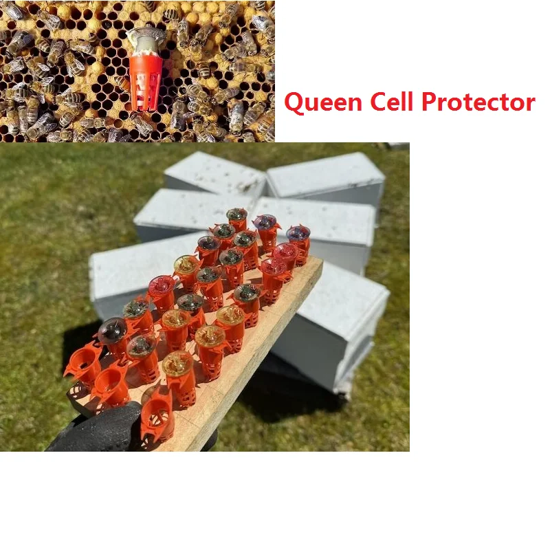 

30Pcs Bee Queen Cell Cover Cap Protector Queen Bee Cage Cap Protective Bee Queen Cage Beehives Breeding Beekeeping Tools