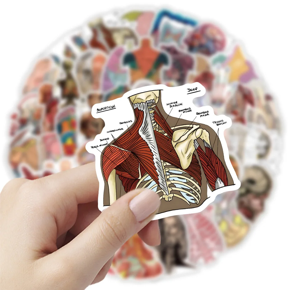 

10/30/50PCS Anatomy Stickers Dissect Decals Scrapbook Luggage Laptop Phone Guitar Car Bike Skateboard Cartoon Waterproof Sticker