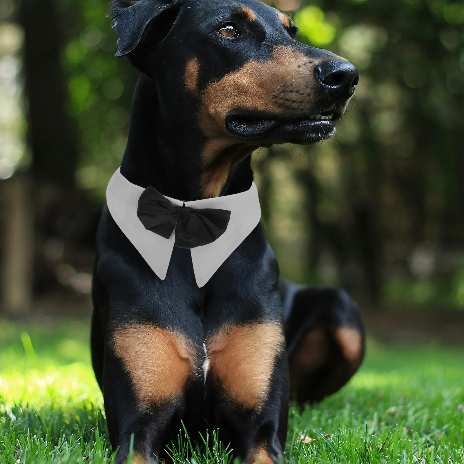 

Soft Pet Collar for Cats Dogs Cute Bow Tie Neckwear Party Wedding Accessory Lightweight Comfortable Hook Loop Fastener Small