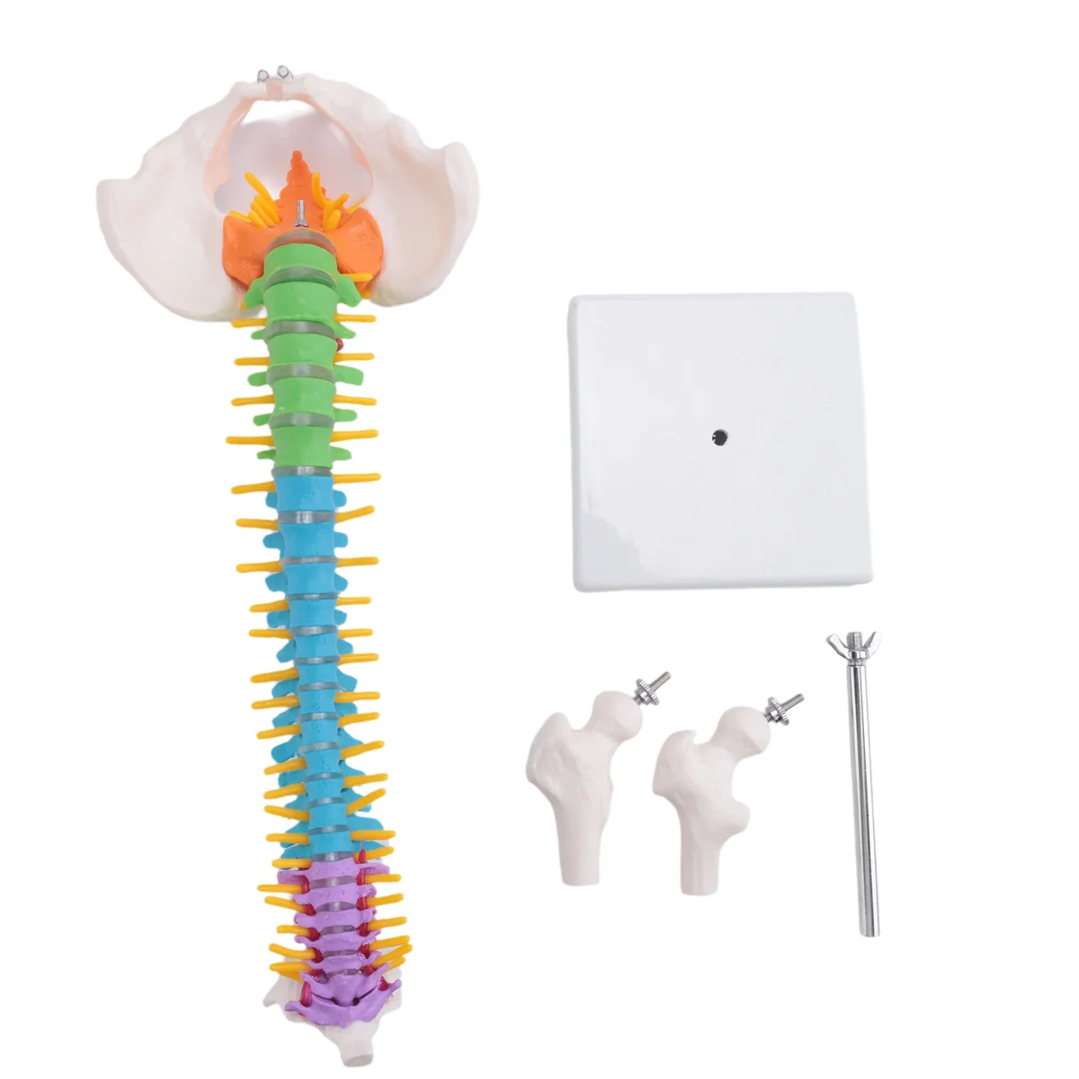 A22I 45Cm with Pelvic Human Anatomical Anatomy Spine Spinal Column Model Teaching Resources for Students