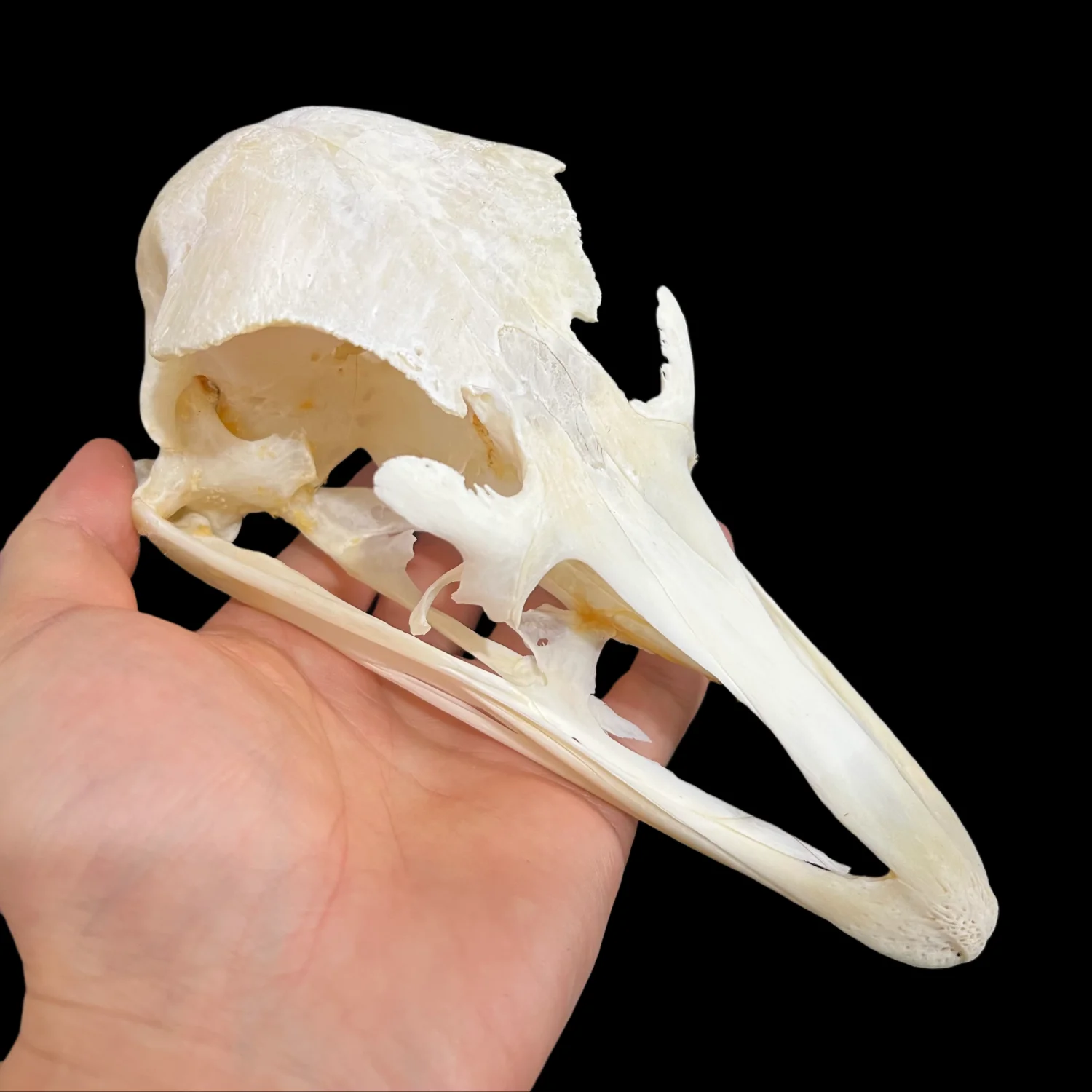 Ostrich Skull Specimen Animal Taxidermy Home Decor Perfect for Collecting, Special Unique Gifts