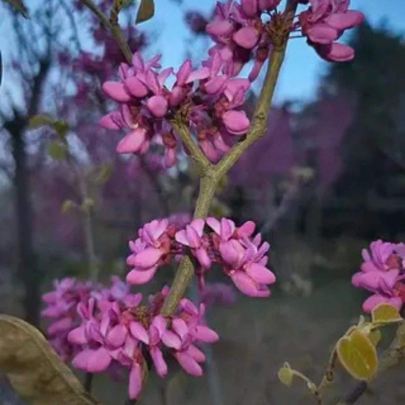 Geprc GEP-MK5D LR7 … - image