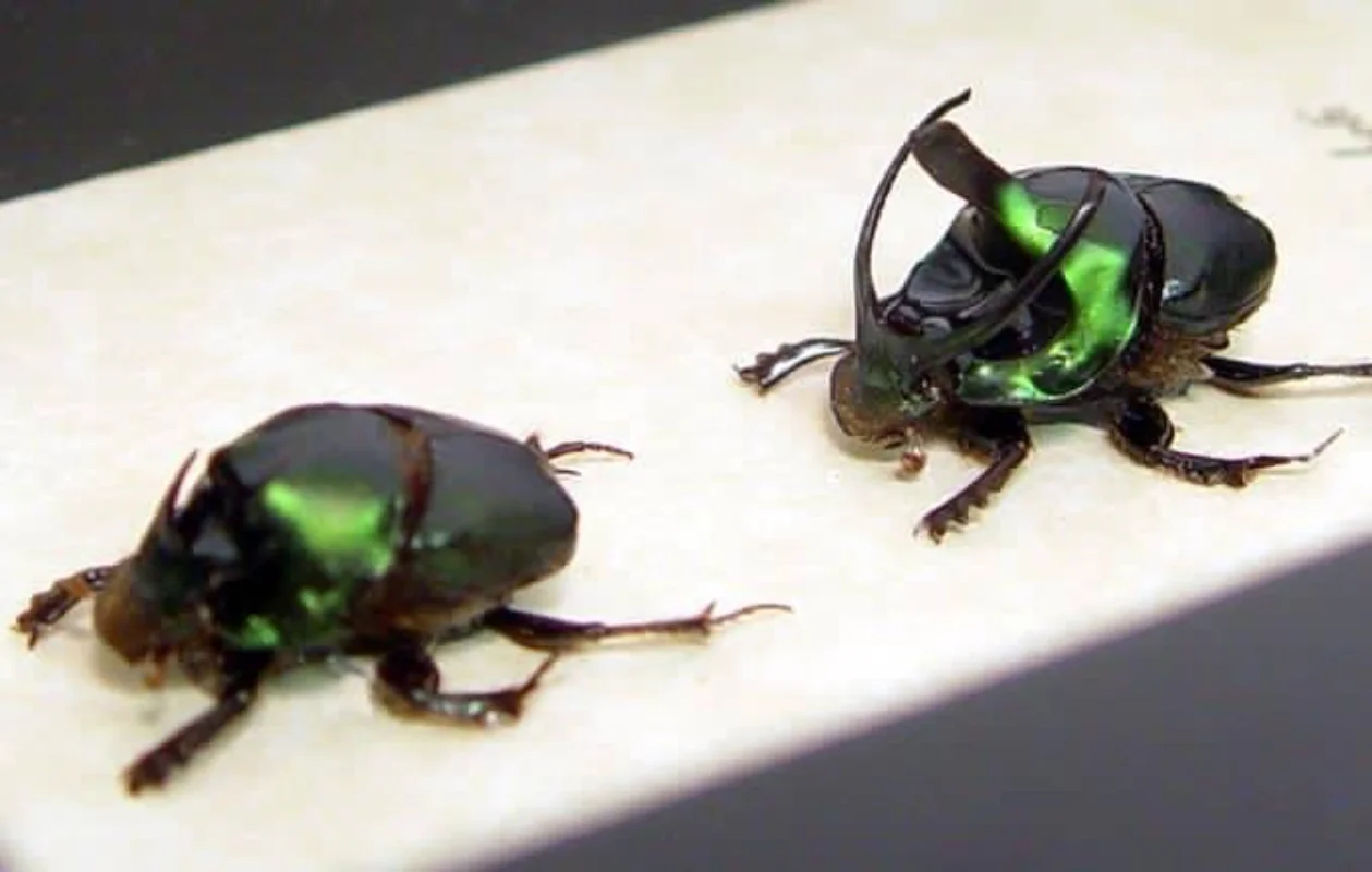 Imagem -04 - Espécimes de Insetos Reais Onthophagus Mouhoti um Par de Insetos Fotografia Ensino Pesquisa Hobbies Coleção Decoração para Casa