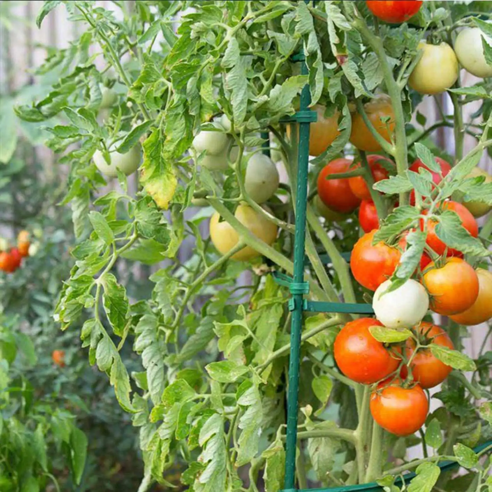 B62B-50 Pack Garden Stakes Metal Plastic Coated Plant Cage Supports Climbing For Tomatoes,Trees,Cucumber,Fences,Beans,40Cm