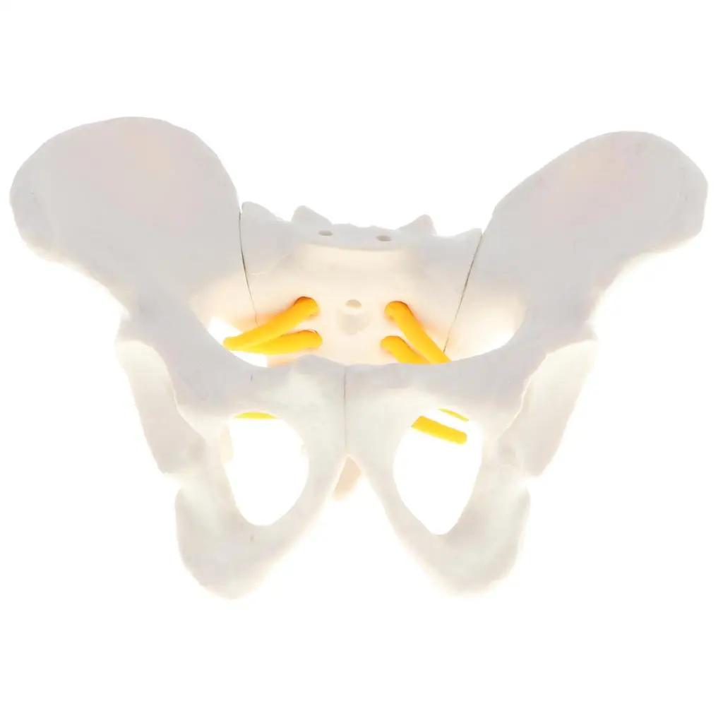 Kleines anatomisches Modell des menschlichen weiblichen Beckens keletts, 13x10x9 cm
