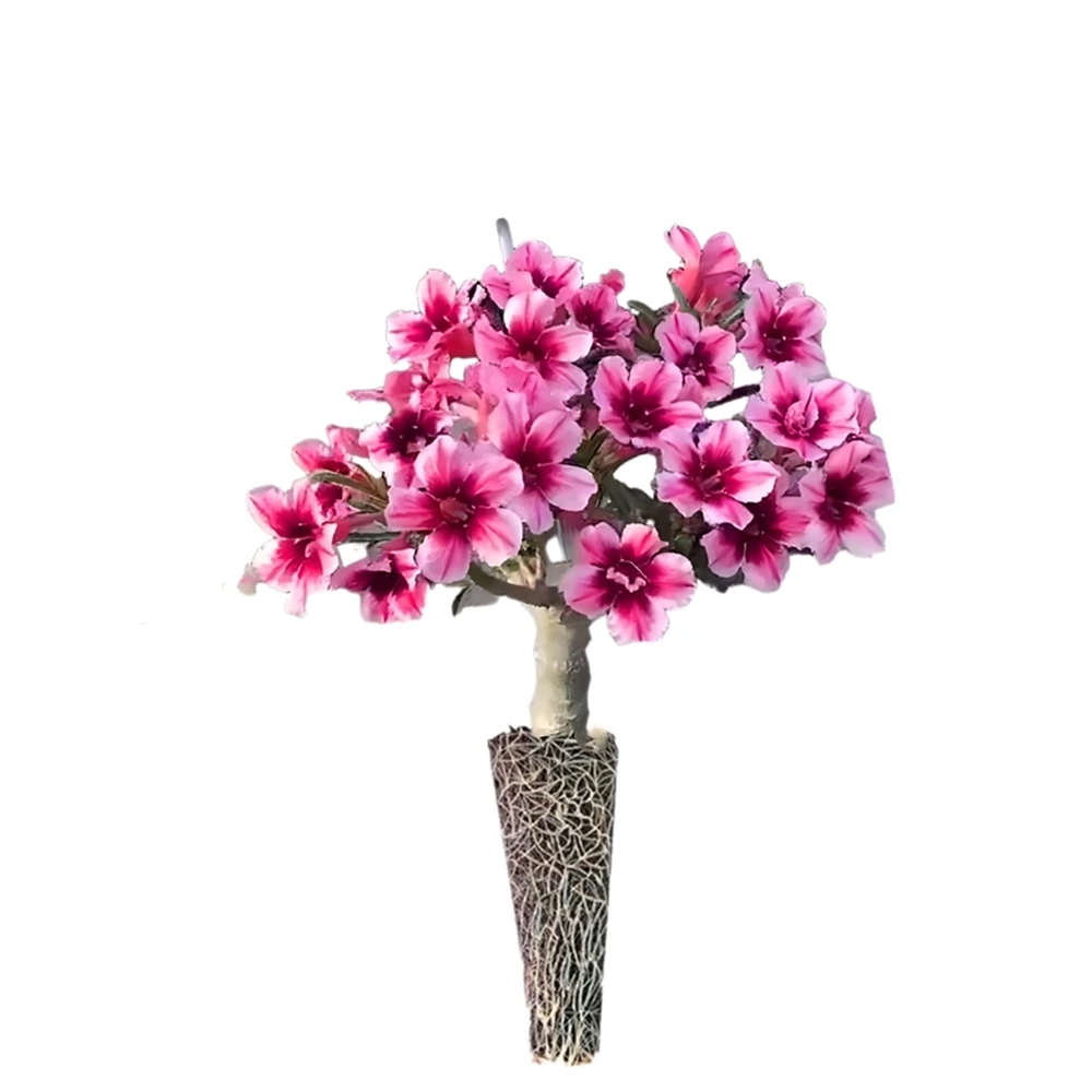12 Colors desert rose Bracket Cultivation Blocks Double petaled Adenium obesum Flowers Soilless Nature Plants Seedling Rack 2Pcs
