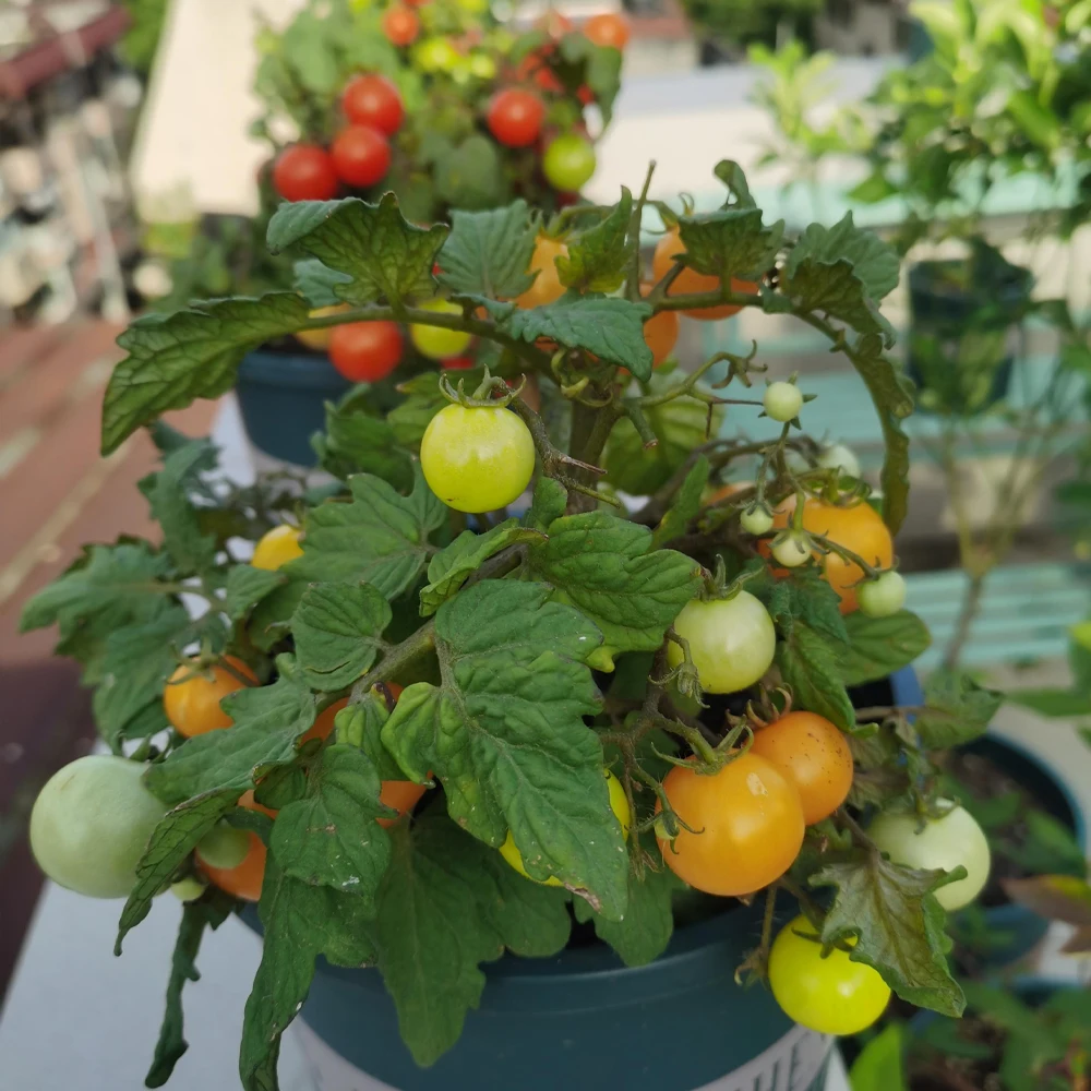 30 جرام سماد ميكروبي آمن للبيئة قابل للذوبان في الماء يحمي النباتات الأسمدة الحيوية الطبيعية للزراعة المستدامة