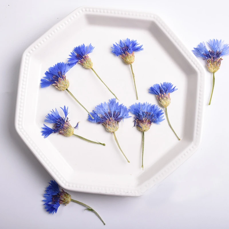 Handmade Dried Flower for Necklace, Cornflower on Stems, DIY Material, 60Pcs