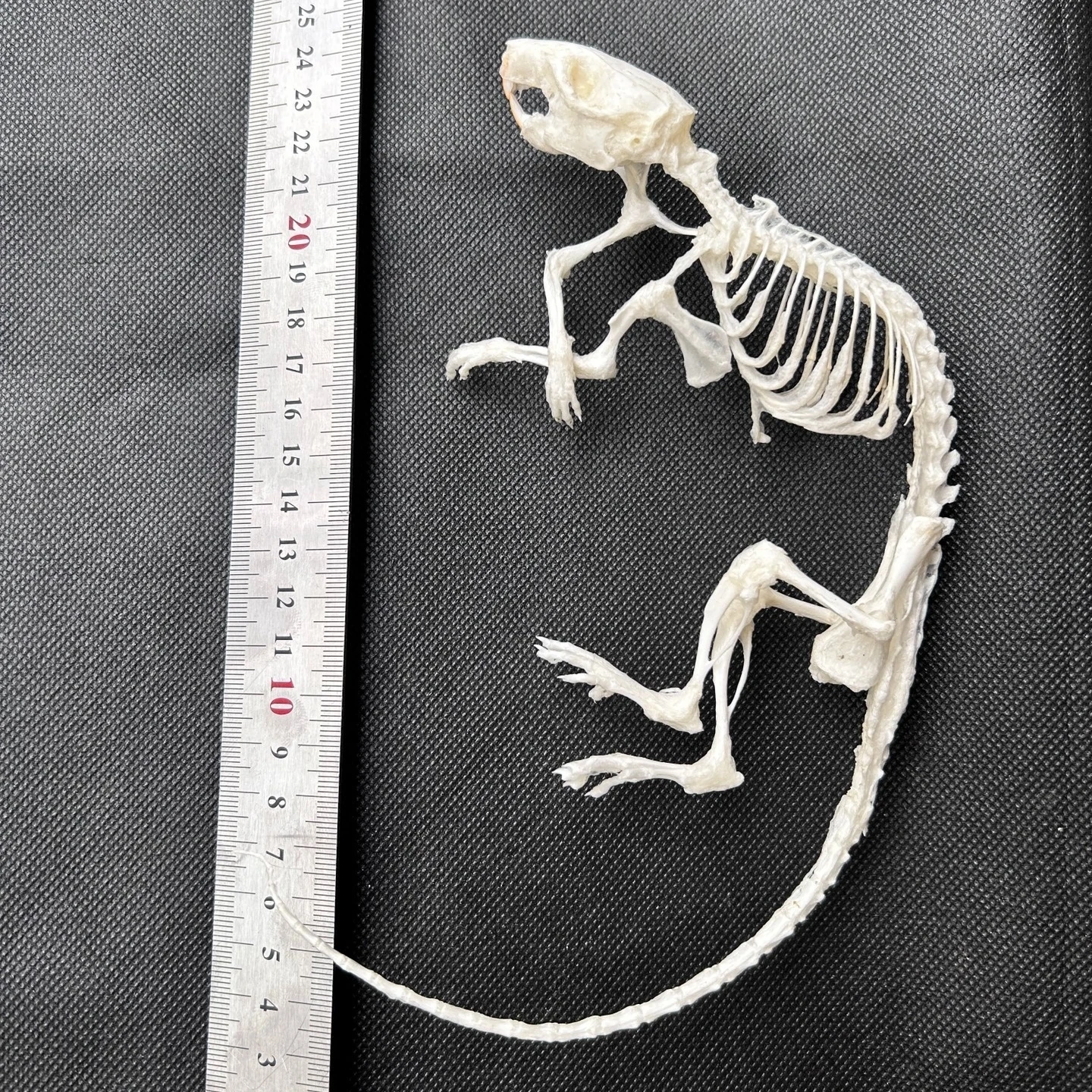 2247 Wholesale 1/5/10 Pcs Adjustable Pose Rat Skeleton Art DIY Craft Kit Halloween Gothic Home Decor Handmade Resin Sculpture